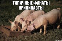 типичные фанаты крипипасты 