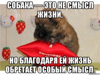 собака — это не смысл жизни, но благодаря ей жизнь обретает особый смысл.
