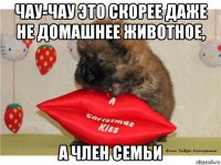 чау-чау это скорее даже не домашнее животное, а член семьи