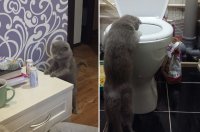 Создать мем 2222