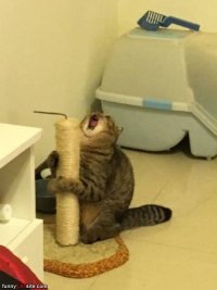 Создать мем Арущий кот