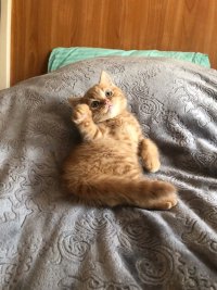 Создать мем Ихти