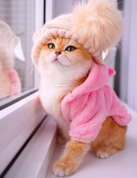 Создать мем Кошечка