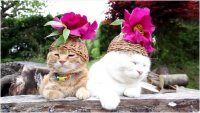 Создать мем Кошечки