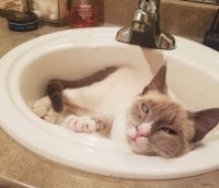 Создать мем Кошка