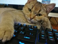 Создать мем Кот