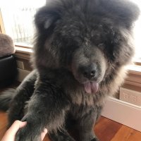 Создать мем Леди можно вашу лапку