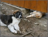 Создать мем Мем щенок зовёт кота