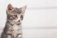 Создать мем Невтирающий котёнок