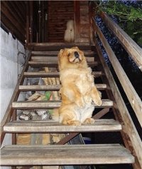 Создать мем Я  женщина