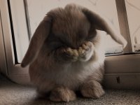 Создать мем Зайчик плачет