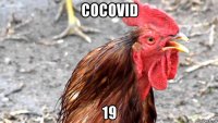 cocovid 19