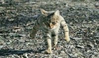Создать мем Грозный кот