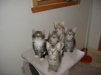 Создать мем Кошки