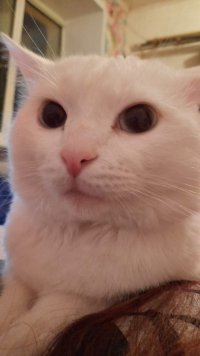Создать мем Кот хантер