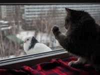 Создать мем Кот и голубь
