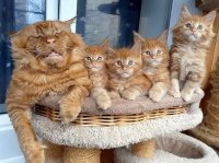Создать мем Кот и котята