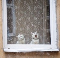 Создать мем Кот поёт