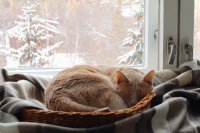 Создать мем Кот в корзине