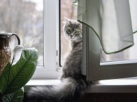 Создать мем Кот в окне