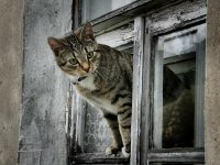 Создать мем Кот в окне