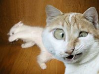 Создать мем Котофан