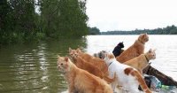 Создать мем Коты в лодке