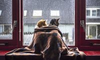 Создать мем Коты