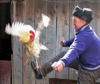 Все мемы Петух пинок сапогом петуха