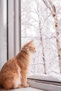 Создать мем Рыжий кот