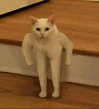 Создать мем Сильный кот