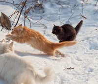 Создать мем Три кота