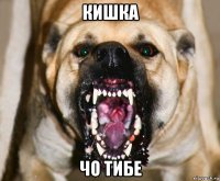 кишка чо тибе