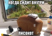 когда сидит внутри лисокот