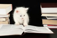 Создать мем Белый котёнок читает книгу