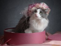 Создать мем Кошка Маркиза