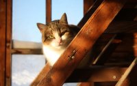 Создать мем Кот Мигун