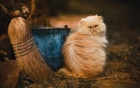 Создать мем Кот Перси