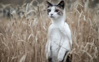 Создать мем Кот сурикат во ржи
