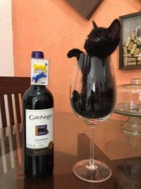 Создать мем Кот
