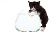 Создать мем Котькин сыночек