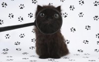 Создать мем Лупистый чёрный котёнок
