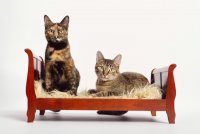 Создать мем Рождение Иисуса Христа на кошачьей земле