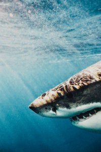 Создать мем Shark
