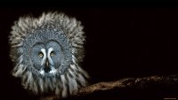 Создать мем Сова которая долго не была у парикмахера