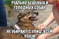 реально бешеных и голодных собак не убирают с улиц...всем похуй