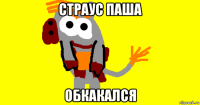 страус паша обкакался