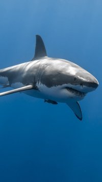 Создать мем Большая white shark
