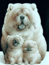 ути пушистики , Мем Chow Chow family