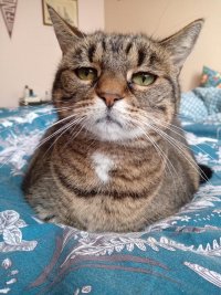 Создать мем Чёт приуныл